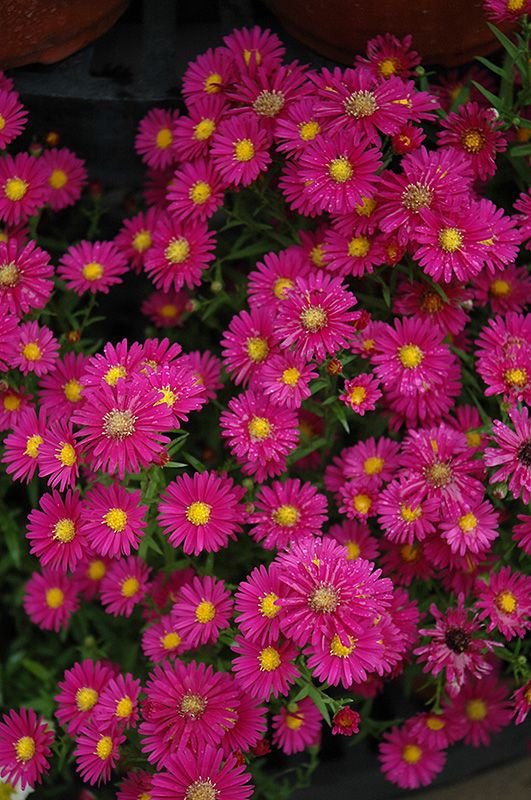 Callistephus: All about owning and growing the China aster plant 3