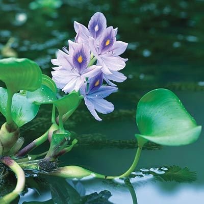 Water hyacinth: Facts, features, growth, maintenance, and uses 3
