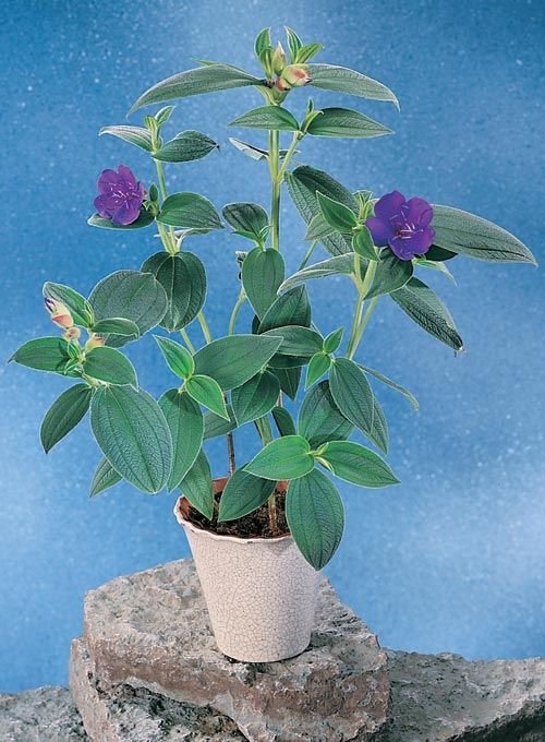 Tibouchina urvilleana: What truly makes it the princess flower? 3