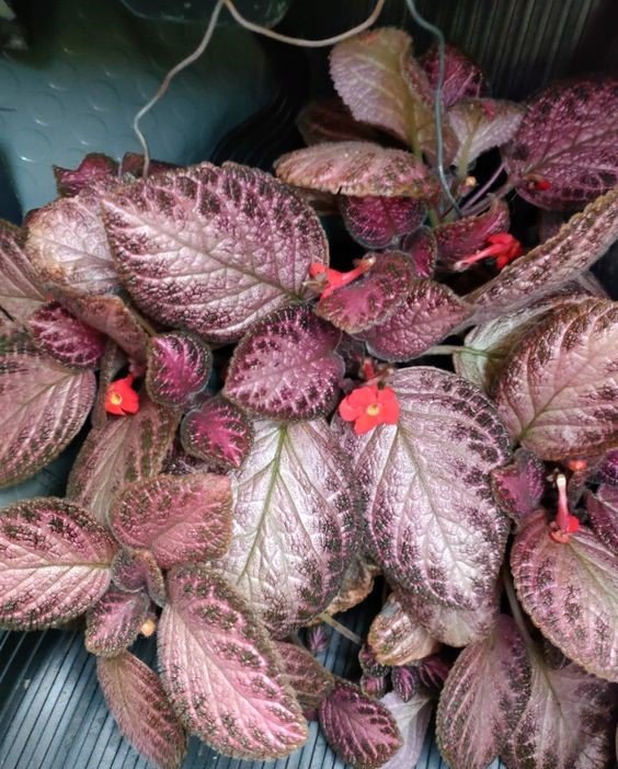 Episcia: Facts, features, growth, maintenance, uses and benefits, and toxicity of flame violet 3