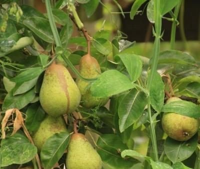 Pyrus communis: All you need to know about the European pear 3