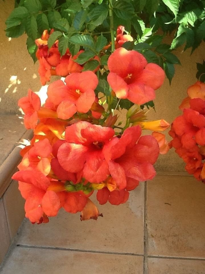 Campsis grandiflora: Everything you need to know about Chinese trumpet vine 3