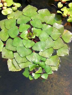 Trapa: A comprehensive guide to the water chestnut plant 4