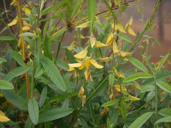 Crotalaria juncea: A thorough guide to growing and maintaining Indian hemp 4