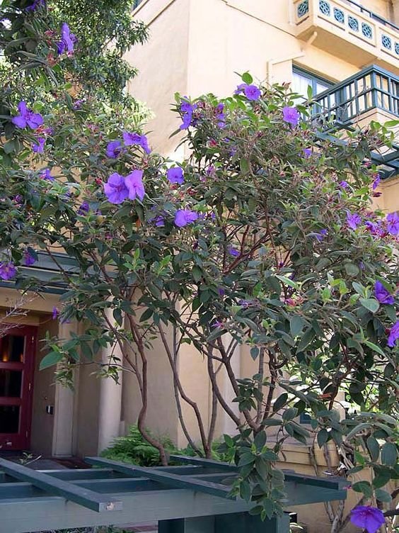Tibouchina urvilleana: What truly makes it the princess flower? 4