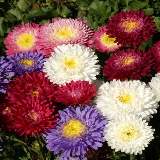 Callistephus: All about owning and growing the China aster plant 4