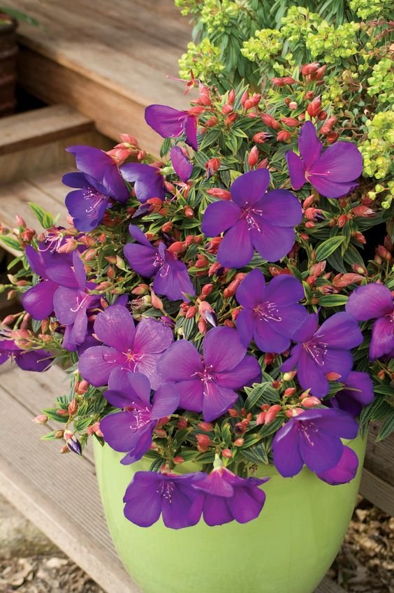Tibouchina urvilleana: What truly makes it the princess flower? 5