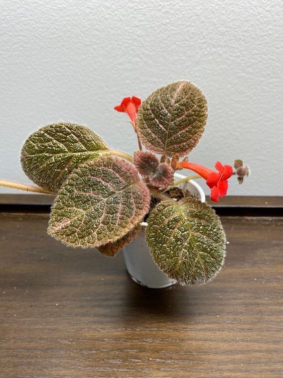 Episcia: Facts, features, growth, maintenance, uses and benefits, and toxicity of flame violet 5