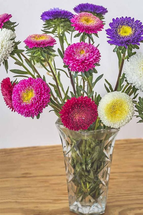 Callistephus: All about owning and growing the China aster plant 5
