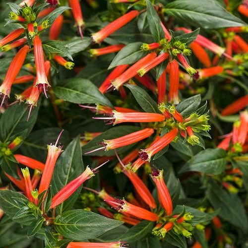 Crossandra infundibuliformis: A comprehensive guide to the firecracker flower plant 5