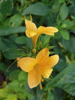 Barleria prionitis: Facts, growth, maintenance, and uses of porcupine flower 
