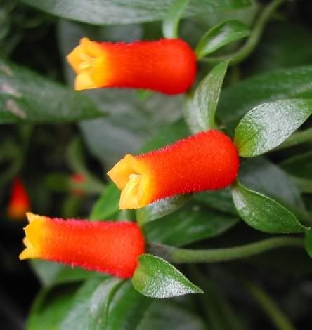 Crossandra infundibuliformis: A comprehensive guide to the firecracker flower plant 1