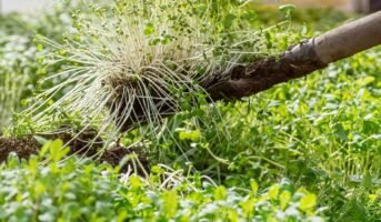 Green manure crops: Know types, advantages and disadvantages