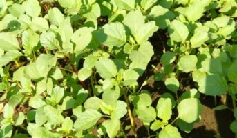 Green amaranth: Growing Tips and Miantances Tips