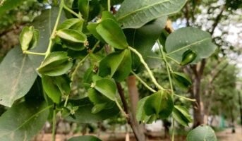 Arjun tree: How to grow and care for Terminalia Arjuna?