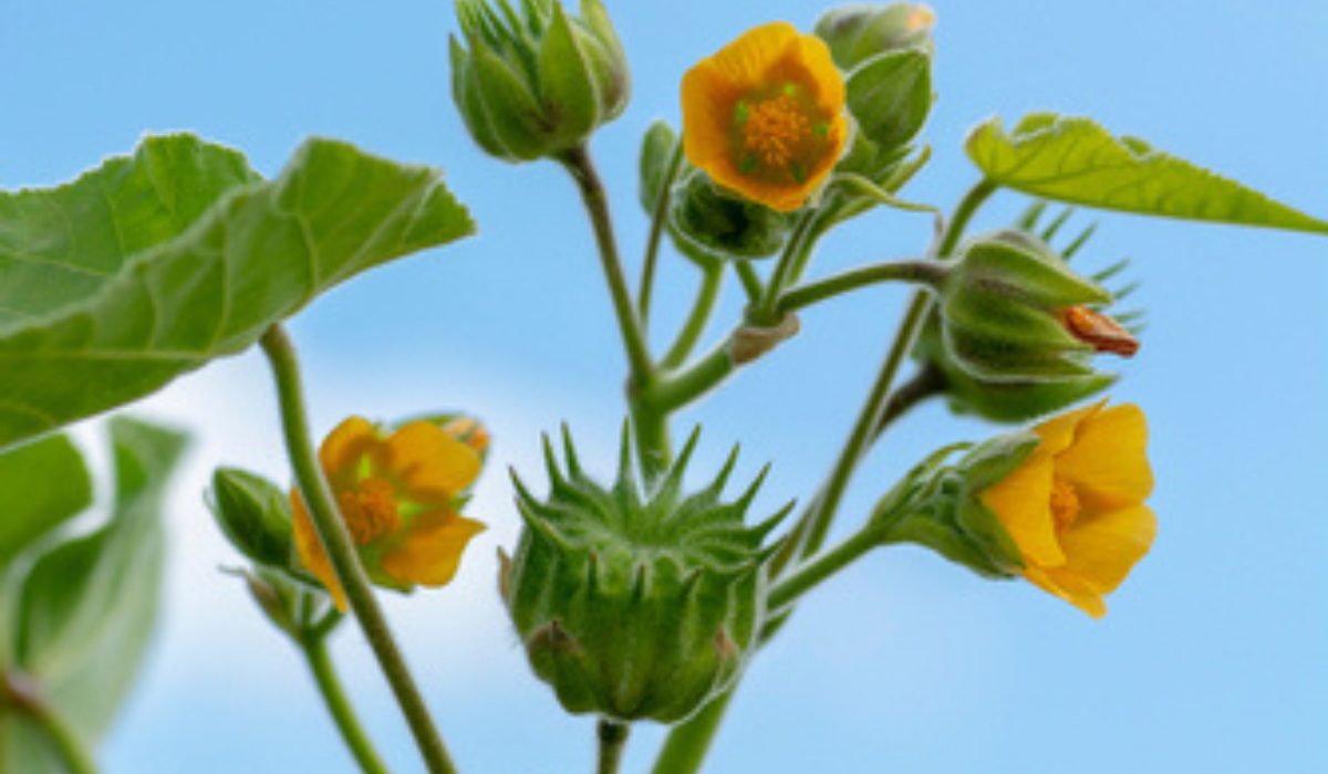 Image of Velvetleaf plant in full bloom