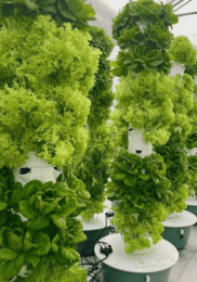 Aeroponics: Meaning, types, cost, tools required and more