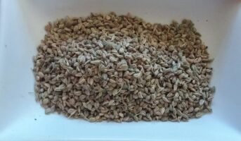 Ajwain: Know facts, how to grow and care and benefits