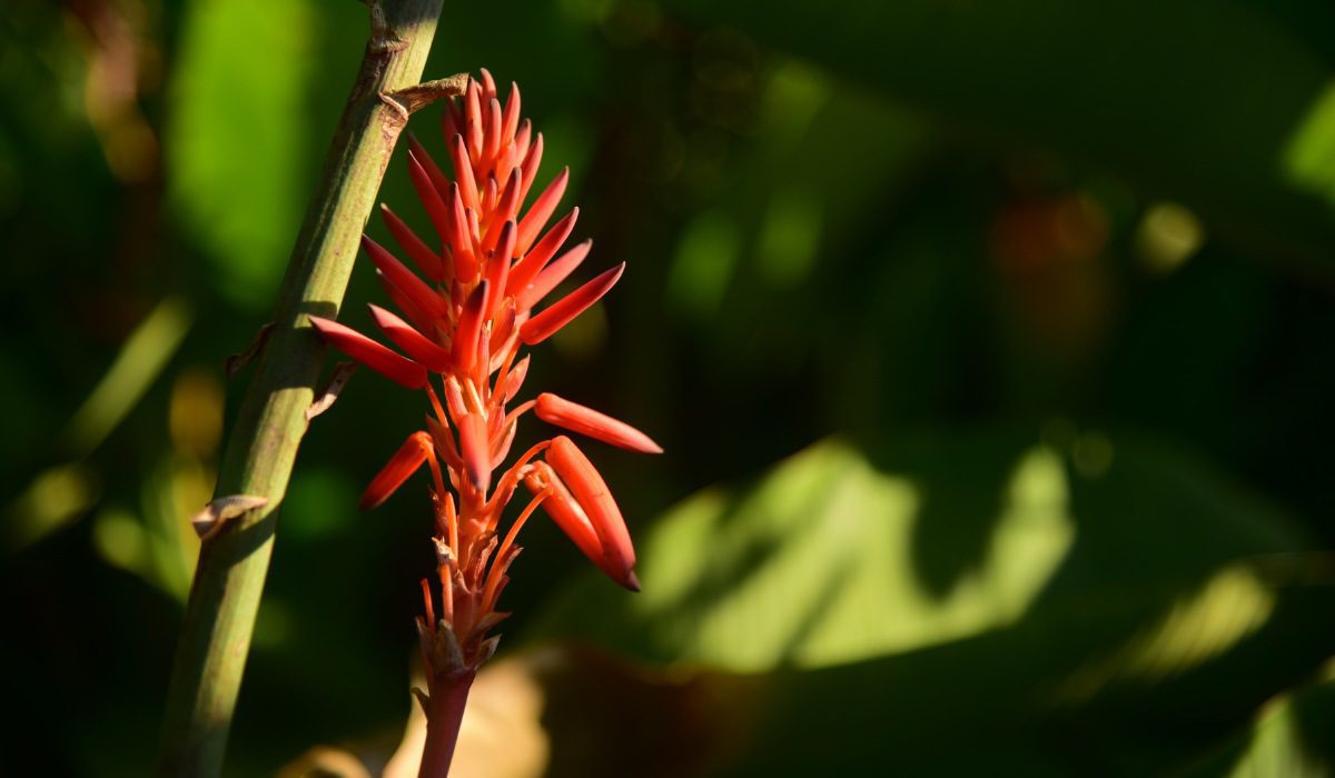 Monstera Deliciosa  Red Square Flowers