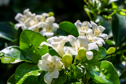All about Murraya Paniculata and how to take care of them