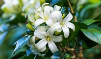 Murraya Paniculata: Compact, fragrant shrub for small gardens
