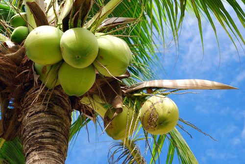 coconut tree uses