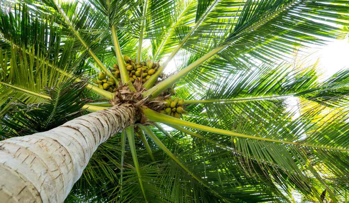 Why Coconut Trees Are Found In Coastal Areas? - Outdoor Discovery