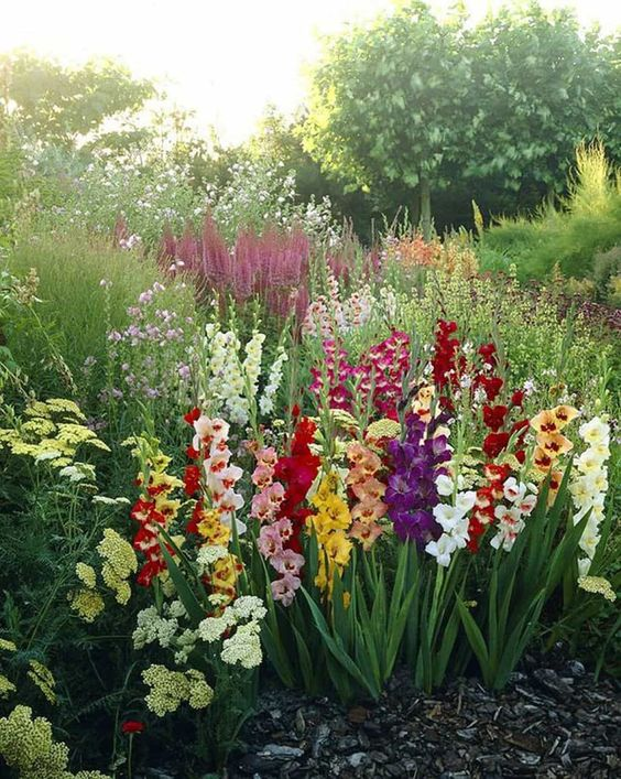 All about the Gladiolus plant
