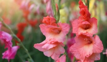 Gladiolus plants: How to grow and care for them?