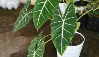 Alocasia plant benefits, varieties, and care tips