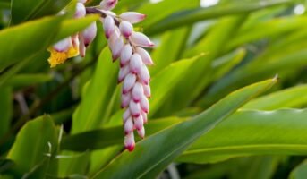 Alpinia Zerumbet: Facts, How to Grow, Care Tips