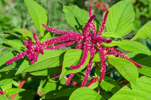 Amaranthus spinosus Facts, uses and environmental impact of the spiny amaranth