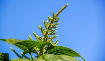 Know all about the Amaranthus spinosus