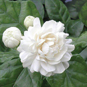 Arabian Jasmine: Significance, uses, care and maintenance tips