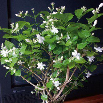 Arabian jasmine on sale