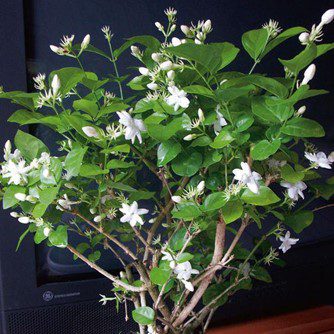 Arabian Jasmine: Significance, uses, care and maintenance tips