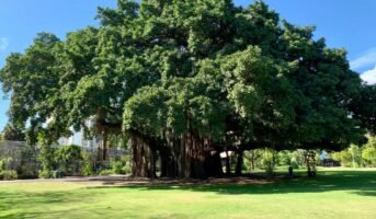 Banyan Tree: Facts and significance