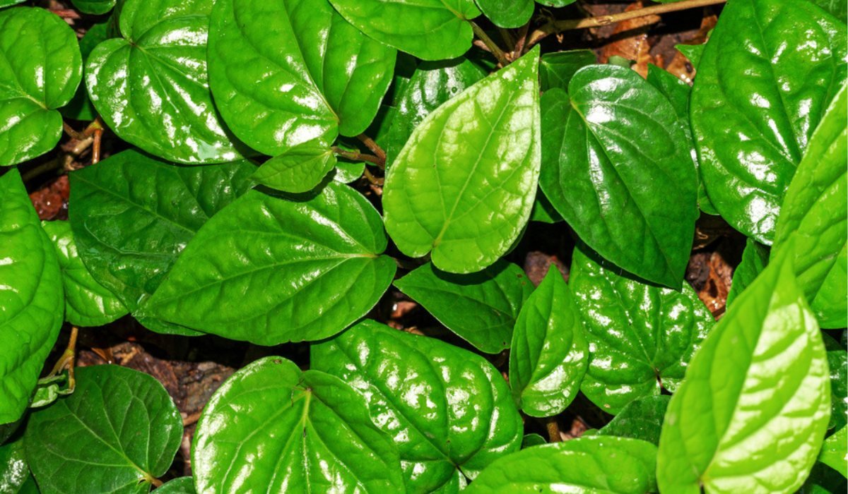 Betel Leaf Benefits: How to Grow this Plant at Home