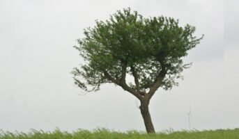 Babul tree: Thorny Acacia fact guide