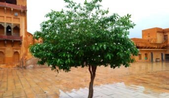 Bakul Tree: How to grow and care for it?