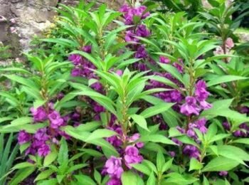 Balsam flowers: Facts, benefits, side effects and growing tips