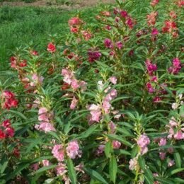 Balsam flowers: Facts, benefits, side effects and growing tips