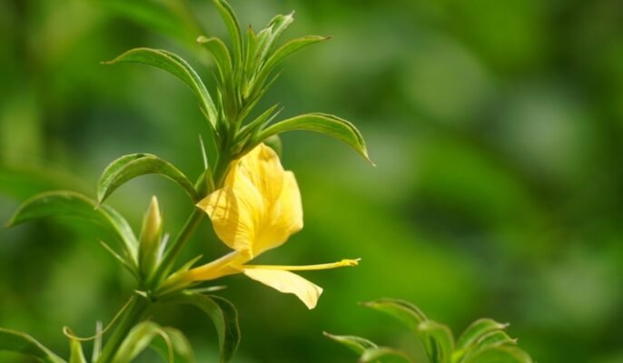 Barleria prionitis: Facts, growth, maintenance, and uses of porcupine flower