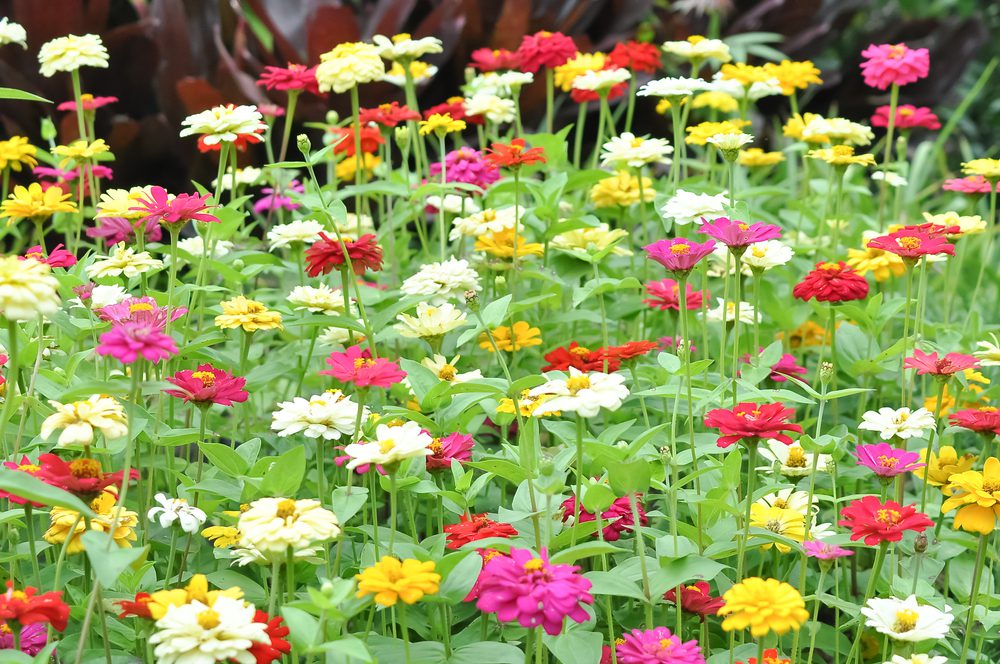 Zinnia elegans: A Flower for Every Season