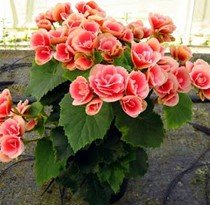Annual Plants: List of the Best Plants for Indoors