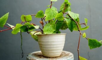 Betel vine: Tips to grow and care for Piper betle