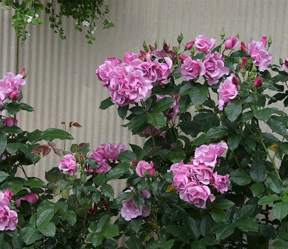 Floribunda Rose: Facts, How to Grow and Maintenance Tips