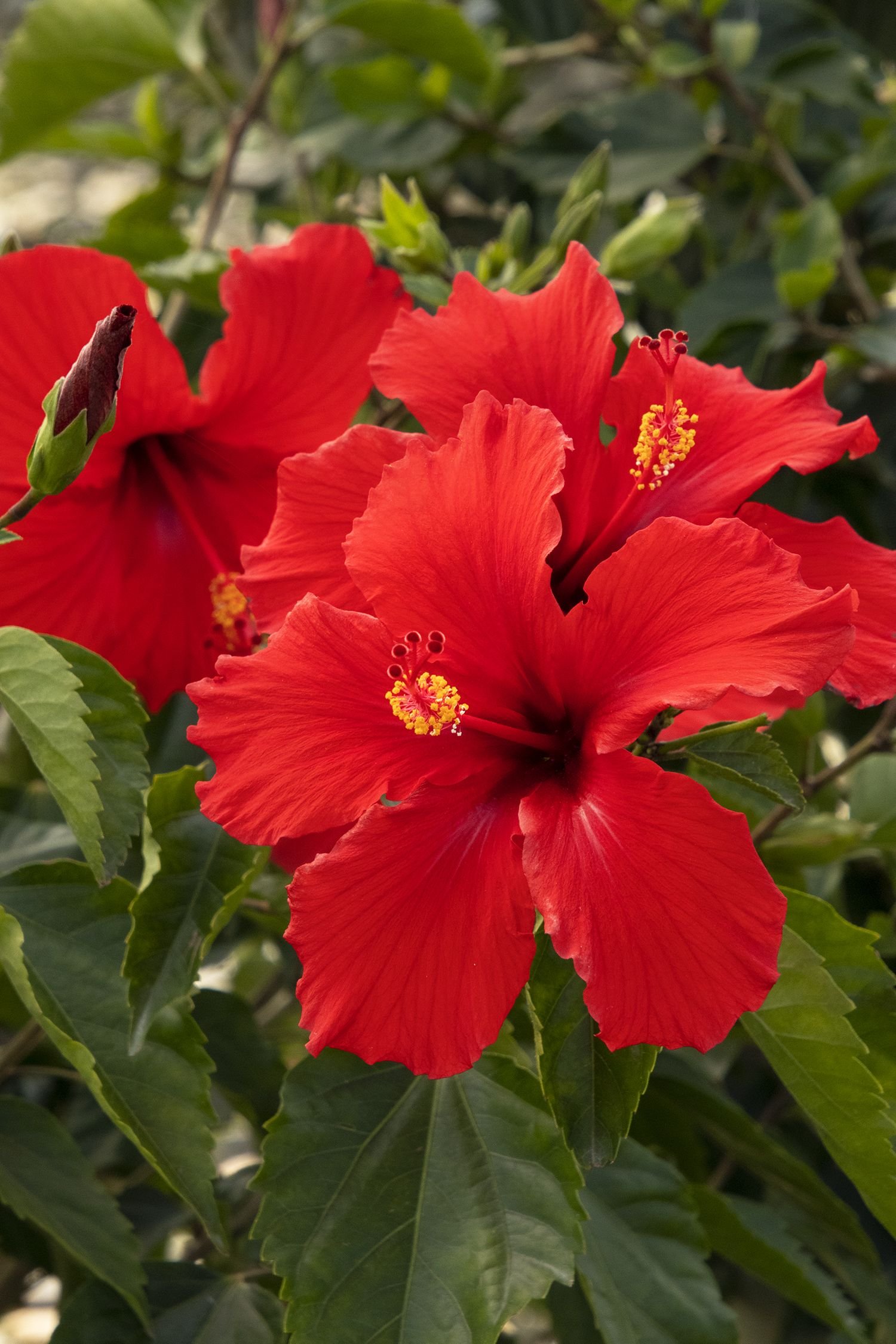 आपके बगीचे में उगने के लिए भारतीय फूल