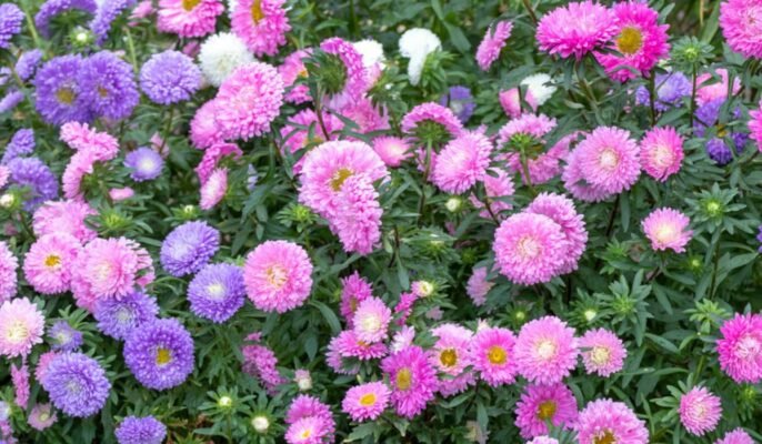 Callistephus: All about owning and growing the China aster plant