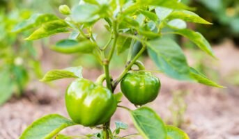 Capsicum Plant: How To Grow It Indoors & Take Care Of It?